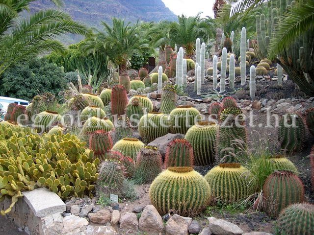 kanri szigetek kaktusz kert